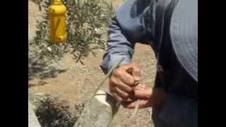 How to graft olive tree  איך להרכיב עץ זית [upl. by Lauralee]