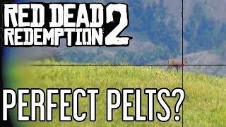 How to Get Perfect Pelts in Red Dead Redemption 2 [upl. by Donia674]