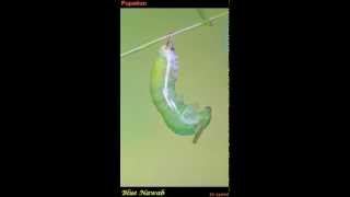 A Blue Nawab Polyura schreiber caterpillar moults to take on its pupal form [upl. by Picco]