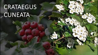 CRATAEGUS CUNEATA o ESPINO JAPONÉS [upl. by Tebor]