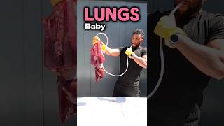 Inflating Lungs biology class [upl. by Shushan259]