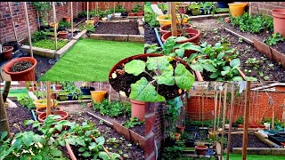 Today Garden Update 15062022  Shoker Bagan 2022  Bangladeshi Vegetable plants  Ripa Alam uk [upl. by Nonahs163]