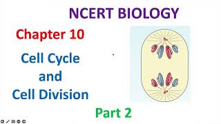 Cell Cycle and Cell DivisionPart 2 Class XI NCERT Hindi Notes and Lecture [upl. by Bashuk]