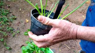 REPLANTES  VIDA NA ROÇA  COISAS DA ROÇA  NATUREZA  RECANTO SOSSEGO [upl. by Mahala]