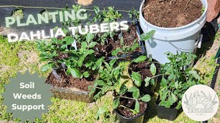 Planting Dahlia Tubers Best Practices for Soil Ammendments Weed Supression and Bloom Support [upl. by Oal336]