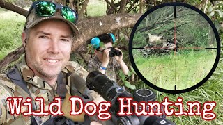 Predator Hunting Wild Dogs in Australia [upl. by Grubman]