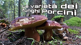 Le 4 varietà dei funghi PORCINI Quando e come trovarli [upl. by Lacram425]