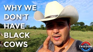 Why We DONT Raise Black Angus Cattle [upl. by Aihtnis]