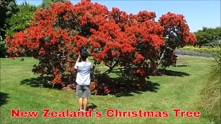 Auckland Travel Guide New Zealands Christmas tree The pohutukawa tree [upl. by Udall]