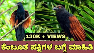 ಕೆಂಬೂತ ಹಕ್ಕಿಯ ಬಗ್ಗೆ ಮಾಹಿತಿ  Greater Coucal Detail In Kannada [upl. by Rabiah541]