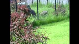 Buru babirusa amp Okapis  Zoo Antwerp [upl. by Atinhoj]