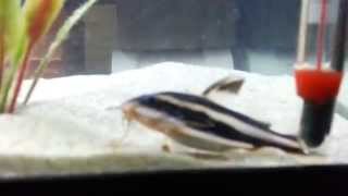 Clown Loach and Striped Raphael Catfish [upl. by Latoyia]