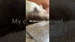 Cat and towel [upl. by Zetnauq]