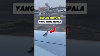 Burung Merpati yang Keras Kepala shorts [upl. by Ecirtaeb]