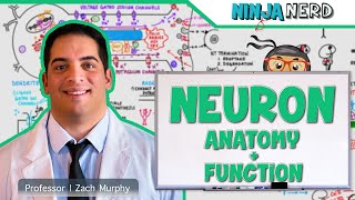 Neurology  Neuron Anatomy amp Function [upl. by Sackville456]