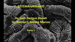 Sistema renal Primera parte de 5 Hernán Aldana y Juan Donati [upl. by Ede]