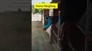 Horse in farm house  Horse snorting  Horse neighing horse horseracing horser horsesports [upl. by Sanjiv]