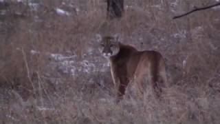 Custer State Park South Dakota Mountain Lion mountainlion custerstatepark [upl. by Adella486]