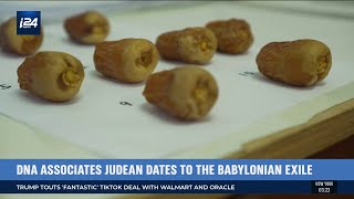 Israeli Scientists Have Revived Ancient Judean Dates From Extinction [upl. by Susanna]