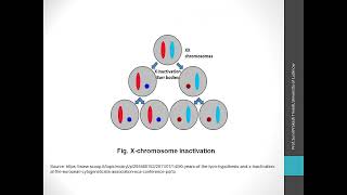 Dosage Compensation [upl. by Him]