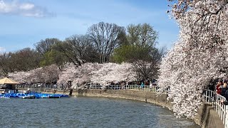 Cherry Blossom Festival at the Tidal Basin in Washington DC Spring of 2024 cherryblossom [upl. by Nimar743]