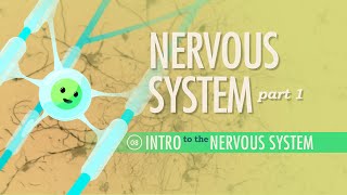 The Nervous System Part 1 Crash Course Anatomy amp Physiology 8 [upl. by Lubow]