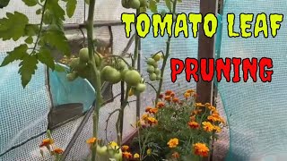 TOMATO LEAFS PRUNING OFF 297 ON 24 August 2024 [upl. by Valerian]