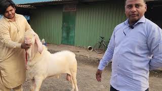 Patira Aur Boer Ka Top Collection  Shandaar Tyaari Of Aabis Goats At Al Yum Goat Farm Taloja [upl. by Llecrep]