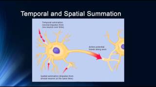 Synapses and Synaptic Potentials [upl. by Nnawaj]