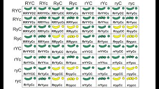 MSHGQM  Genetics Trihybrid Crosses [upl. by Farr]