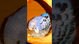 পাখি রোগ মুক্ত থাকবে tranding viralvideo shorts birds parrot lovebirds milandaluivlogs24 [upl. by Luas]