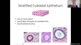 hbio7e epithelial types 12 min [upl. by Enileda]