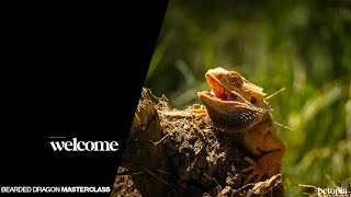 Bearded Dragon Masterclass  Preview [upl. by Bevin]