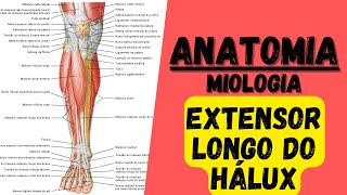 🔴👉 Mús EXTENSOR LONGO DO HALUX  Miologia 26 do membro inferior  Anatomia [upl. by Isador568]