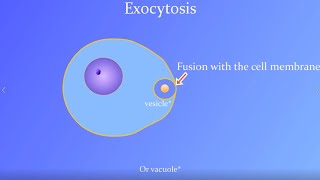 Endocytosis amp Exocytosis simple explanations and demonstrations [upl. by Googins]