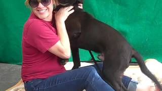 A4969095 Ryder  Labrador RetrieverPit Bull Mix [upl. by Dorcus]