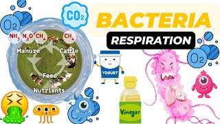 Respiration in Bacteria Basics [upl. by Nyre]