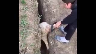 Sheep keeps getting STUCK in a hole after being pulled out HILARIOUS [upl. by Aihsia]