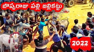 Bopparaju palli jallikattu బొప్పరాజు పల్లి జల్లికట్టు 2022  jallikattu Chittoorjallikattu [upl. by Sremmus572]