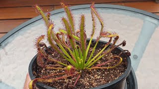 Drosera Capensis  The Perfect Beginner Sundew [upl. by Einapets19]