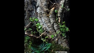 Terrarium dla Encyocratella olivacea Enclosure setup for Usambara Blackfemured Baboon [upl. by Bunce]