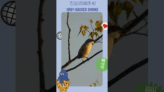 긴꼬리때까치 울음소리 Greybacked Shrike Sounds birdsounds [upl. by Edyaj]