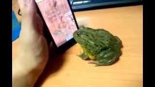 Frog plays Ant Crusher and eat my finger FULL VIDEO IPHONE Frosch grenouille doigt rana dedo Galaxy [upl. by Icyac158]