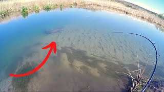 Insane Sight Fishing for Monster Sturgeon in a Shallow Creek [upl. by Analra]