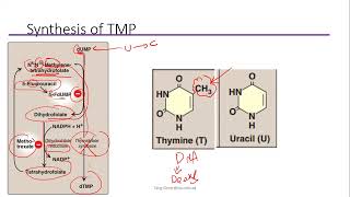 Pyrimidines metabolism [upl. by Egroej]