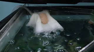 Two Ways To Successfully Hatch Mystery Snail Eggs [upl. by Jaclyn]