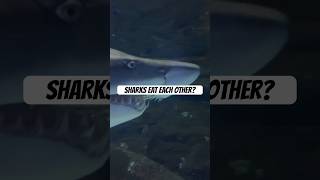 Shark Embryos Eat Each Other in the Womb 🦈😱 sharks nature facts amazing crazy [upl. by Ches]