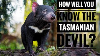 Tasmanian Devil  Description Characteristics and Facts [upl. by Htrag]