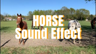 Horse Sound Effect I Neighing l love School with Teacher Lily l Teacher Lily [upl. by Otrebor]