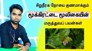 சிறுநீரக நோயை குணமாக்கும் மூக்கிரட்டை  boerhavia diffusa medicinal uses in tamil [upl. by Kimon250]